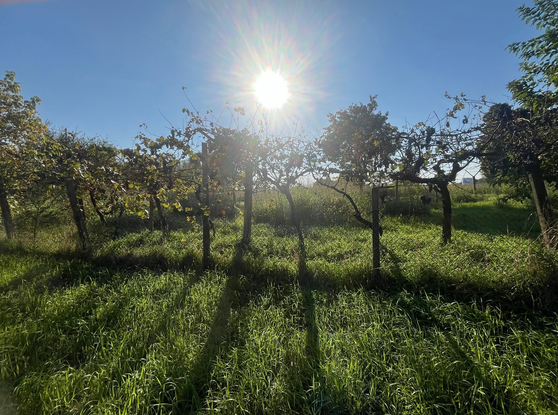 casa-affiancata-san-vito-di-legnago-2.jpeg